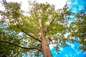 Best Tree Trimming and Pruning  in Mckenzie, TN