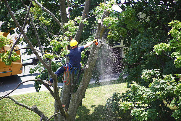 Best Hedge Trimming  in Mckenzie, TN